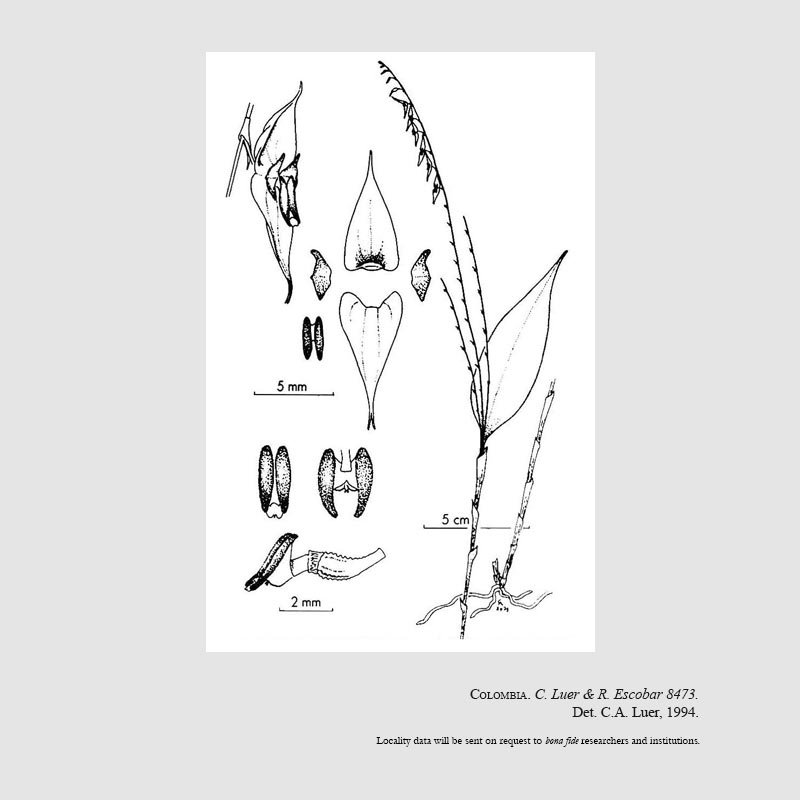 Lepanthes deliciasensis